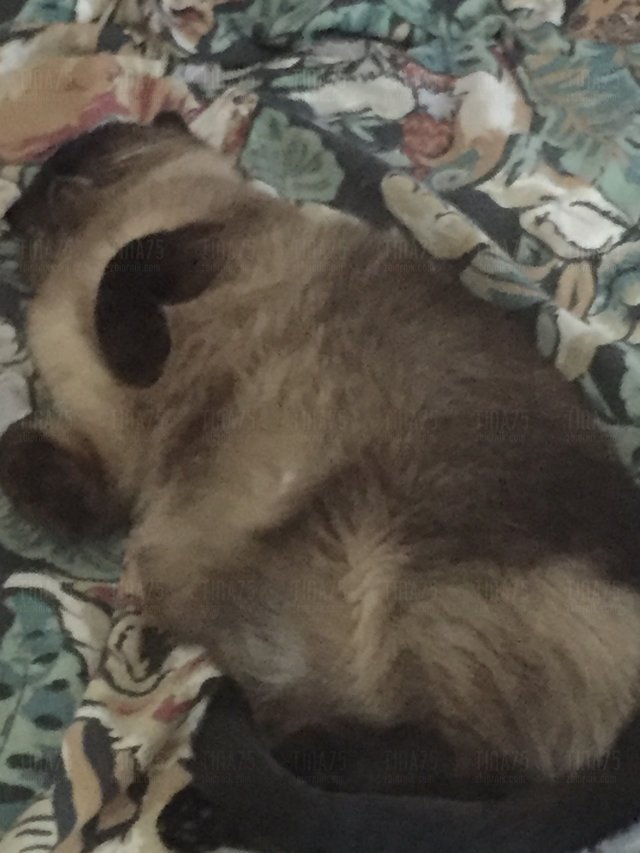 Tina75