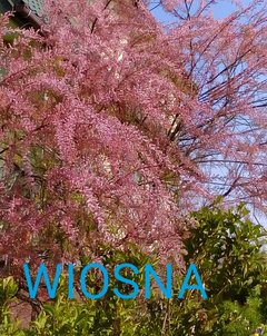 IMG_20180408_134746.JPG