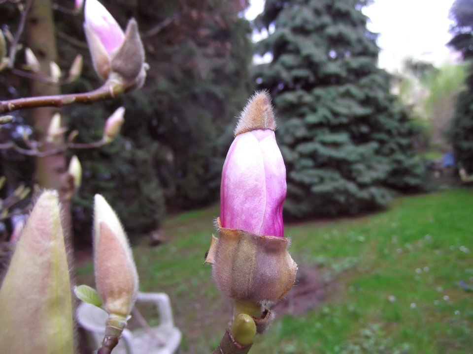 Magnolia  - adresat