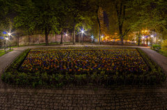 Bratki nocą