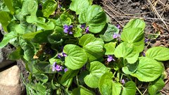 WP_20180414_11_28_37_Pro.jpg