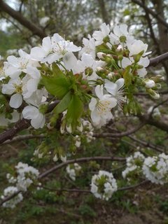 IMG_20180417_124928.jpg