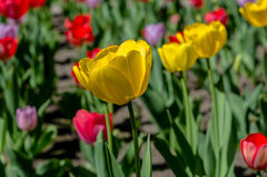 Tulipanowo