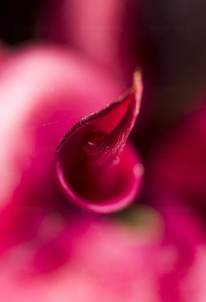 07418_HD.jpg - RozowaPantera