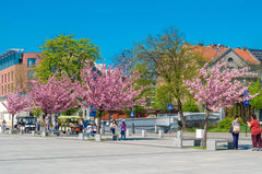 Wiosna pod Wawelem