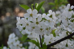 DSC_8298.JPG