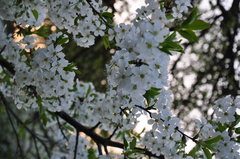 DSC_8297.JPG