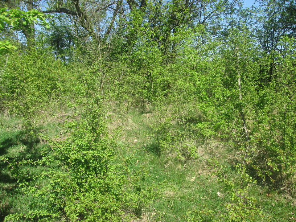 IMG_1388.JPG - Karl_32