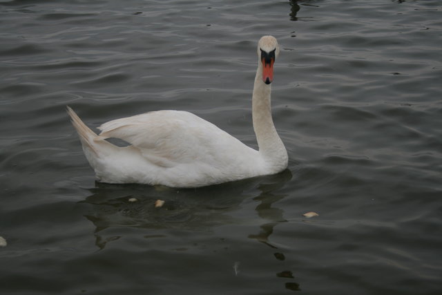 Wampired