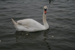 IMG_4811.JPG