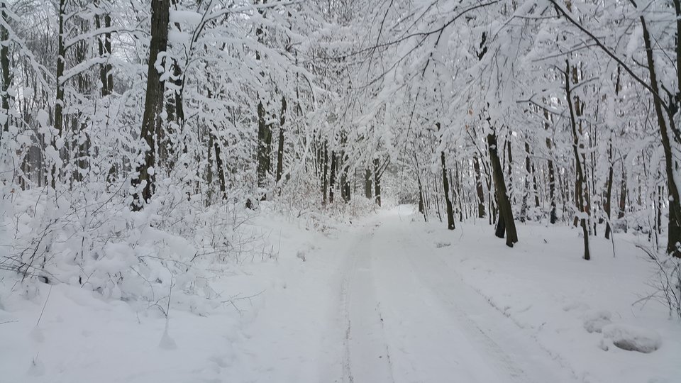 20170108_094249.jpg - Kwasiniak