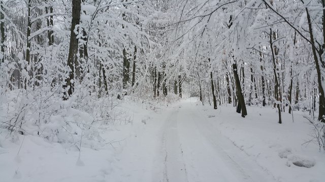 Kwasiniak