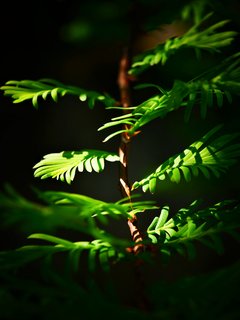 P1010622a.jpg