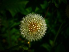P1010638a.jpg