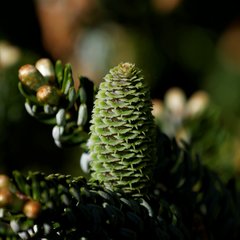_1010838a.jpg