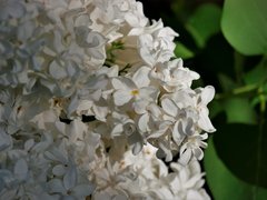 _1010802a.jpg