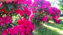 DSC_0018.JPG