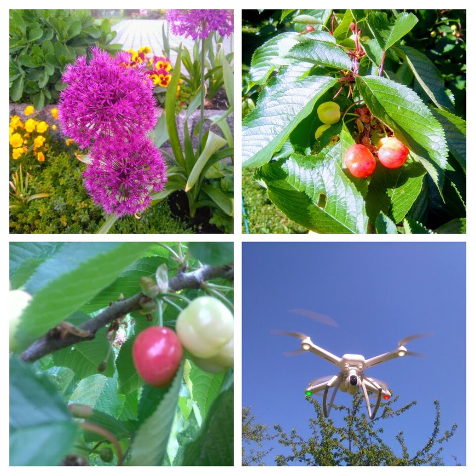 20180513_092445-COLLAGE.jpg - Piter53