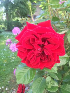 182E3D87-7B8C-4C6A-AB00-0C4130631E34.jpeg