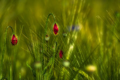 _DSC2986.jpeg