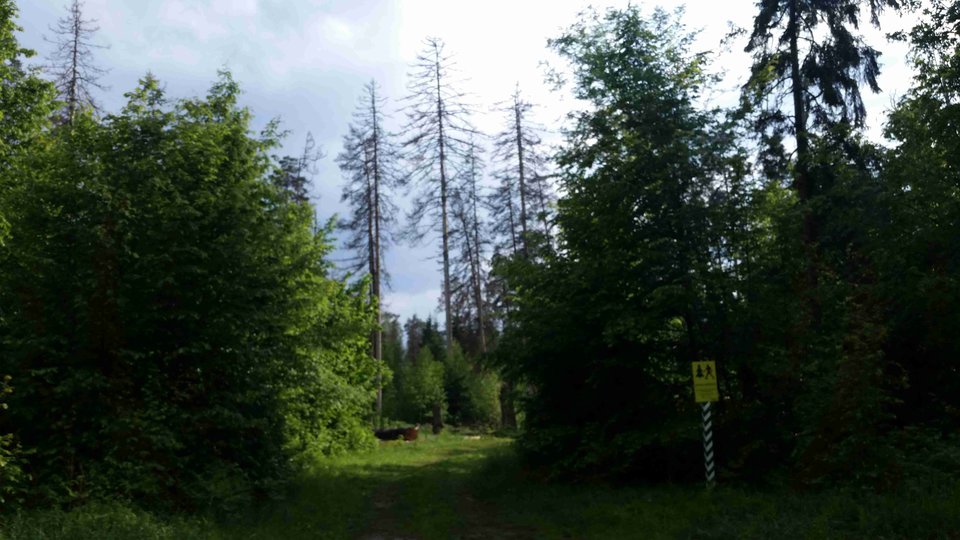 20180518_163119a.jpg - skrad_dleihs