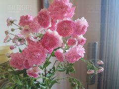 20180607_142224[1].jpg