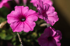 Petunia