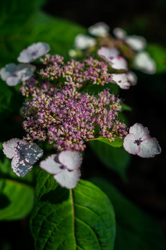Wild Hydrangea