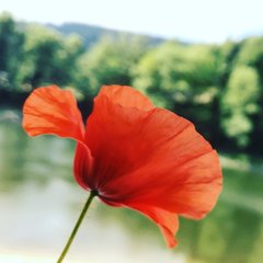 97540F94-070D-438A-A3AE-A01132A2CDEA.jpeg