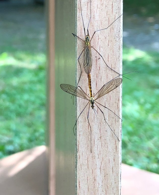 Kgoral