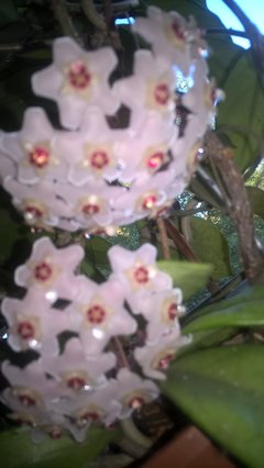 WP_20180620_05_41_35_Pro.jpg