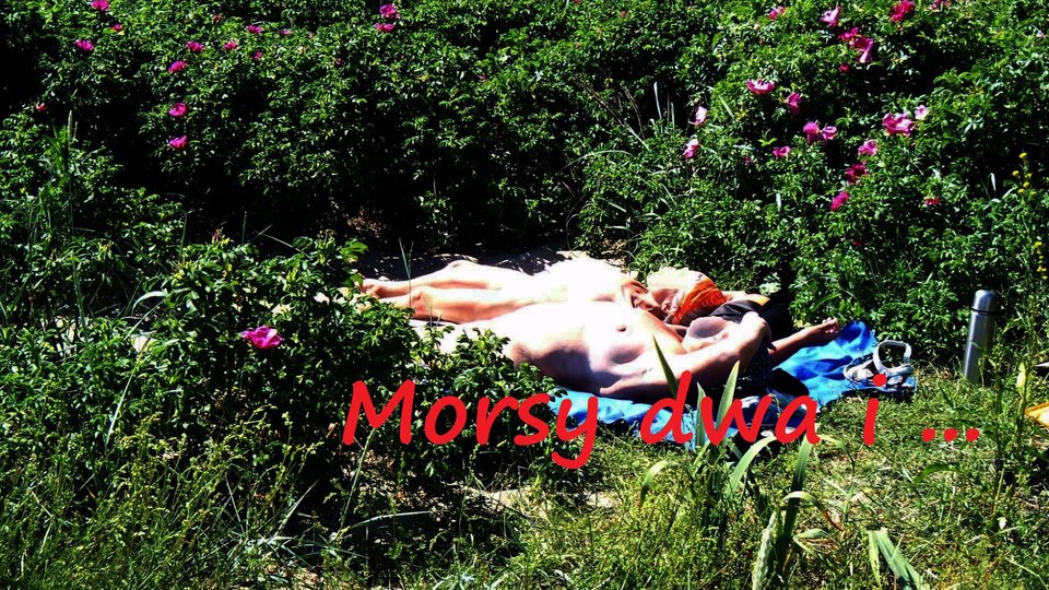 Rewa - Morsy_dwa
