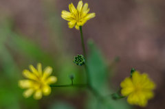 Zielony