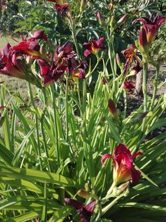 IMG_20180705_080040.jpg