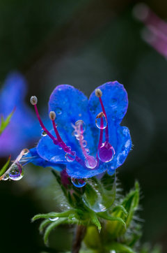 Rainy day 1