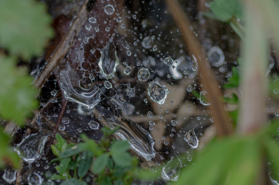 Rainy day 7 - mystic
