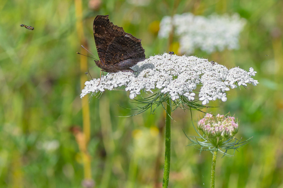 Motyl - mystic