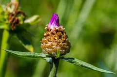 Pobudka