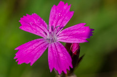 Magneta