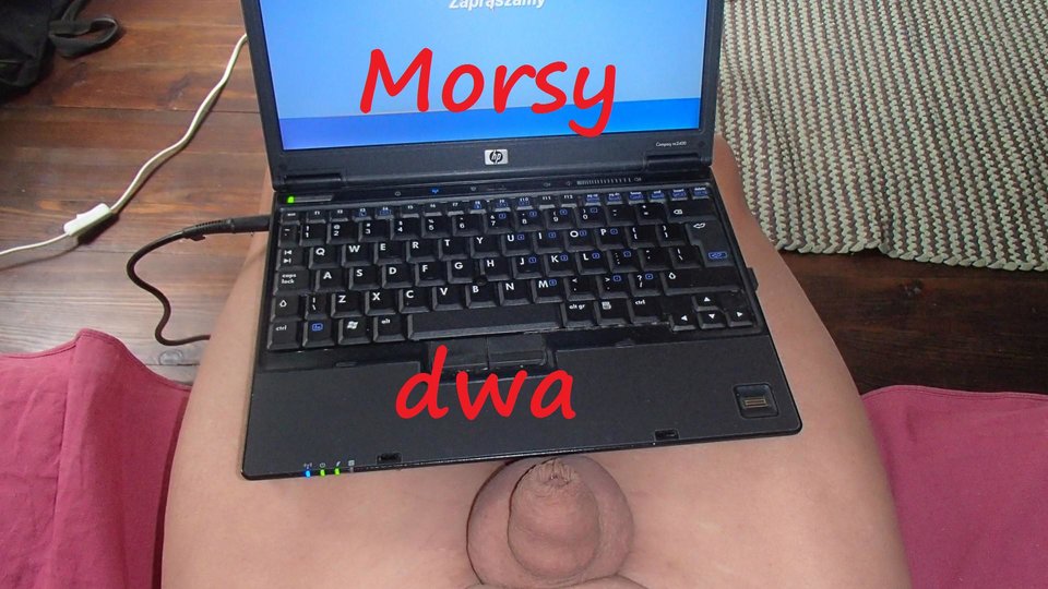 "Ptaszek" - Morsy_dwa