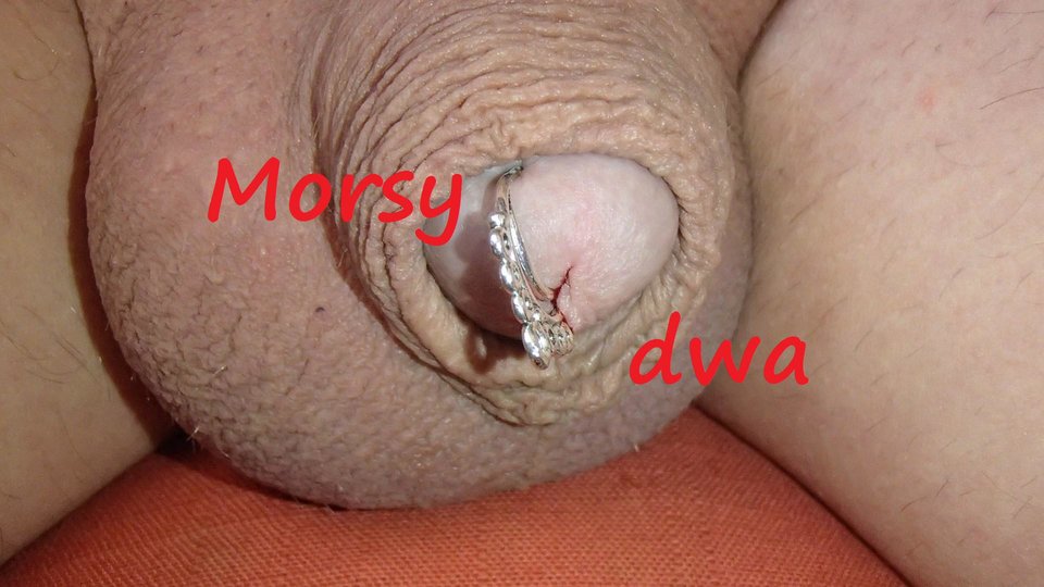 "Kolczyk" - Morsy_dwa