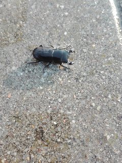 IMG_20180802_070031.jpg