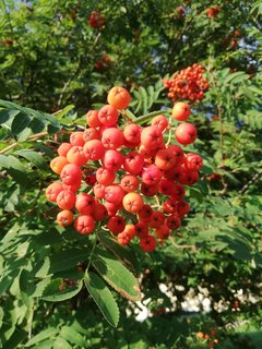 IMG_20180729_073158.jpg