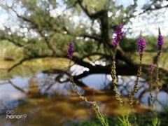 Trestno, oczko wodne