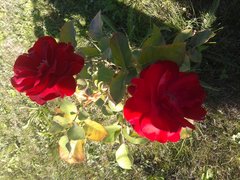20180807_154429.jpg