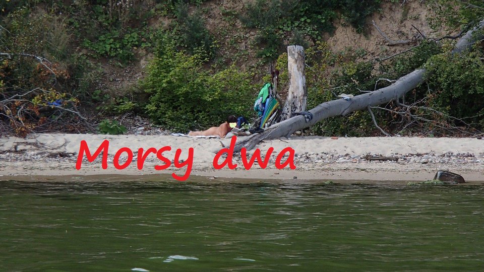 Plaża. - Morsy_dwa