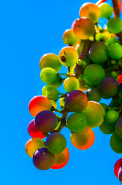 Colors of love
