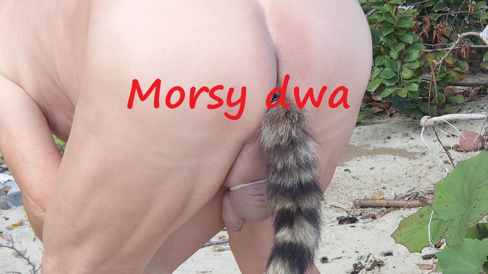 Na plaży 08 2018. - Morsy_dwa