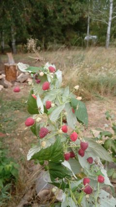 20180827_145946.jpg