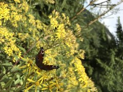 FE173B9A-CCCA-464C-B6EF-851BAB332E41.jpeg